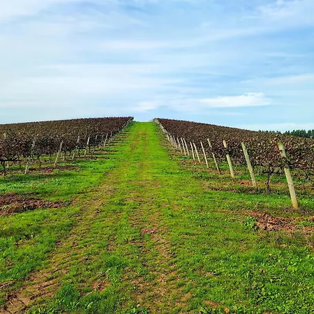 Historic Vineyard Retreat - 1785 Country In Peral בית נופש