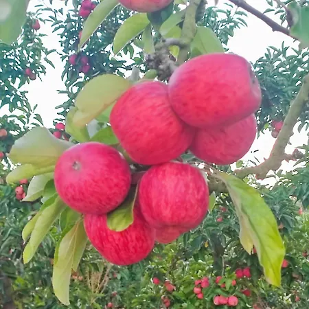 Historic Vineyard Retreat - 1785 Country In Peral בית נופש Peral (Lisbon)