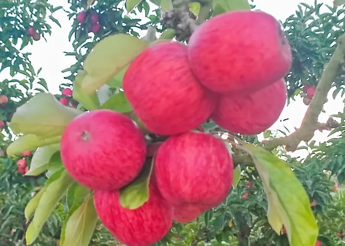 Historic Vineyard Retreat - 1785 Country In Peral Casa vacanze Peral (Lisbon)